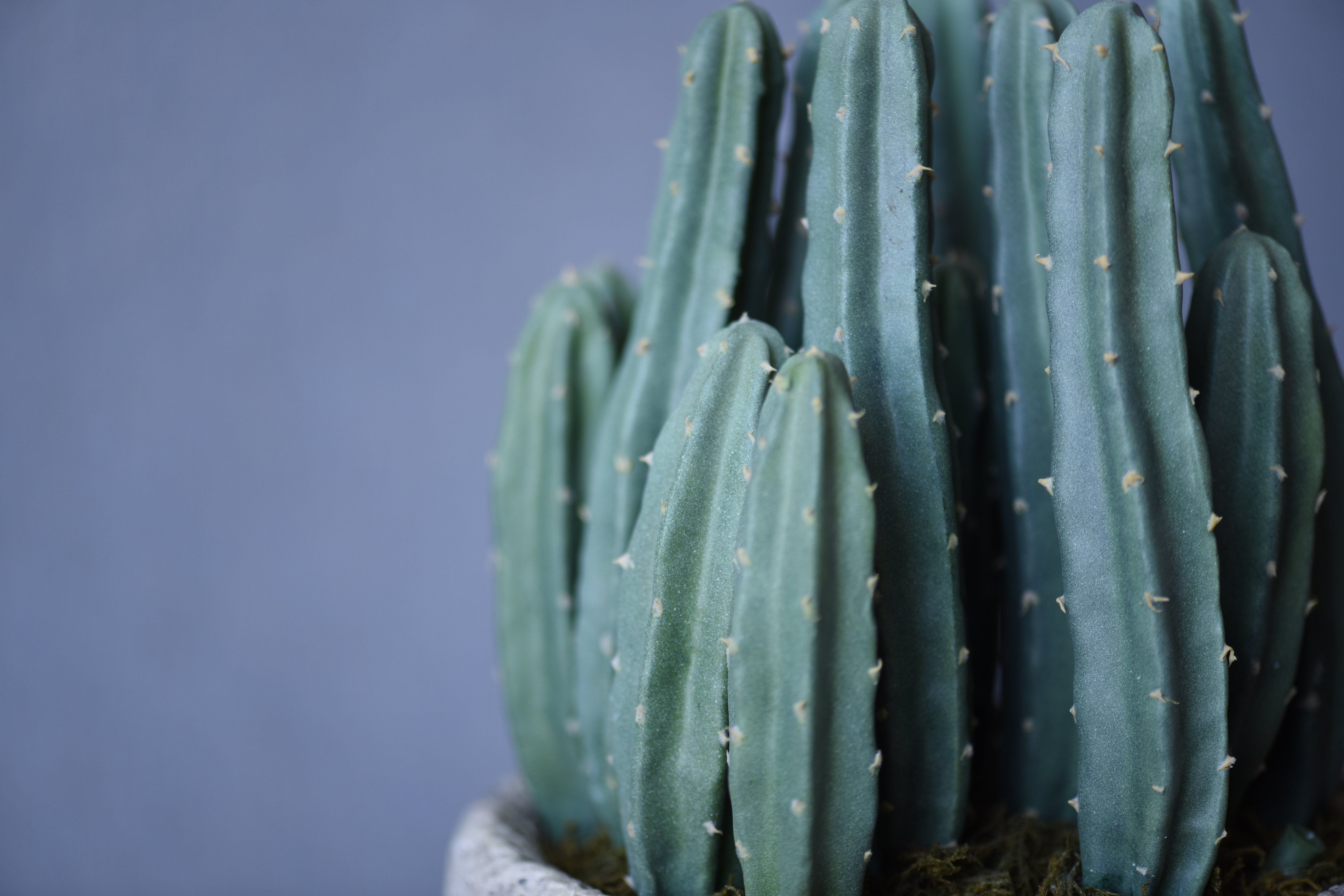 Luxury Artificial Cactus
