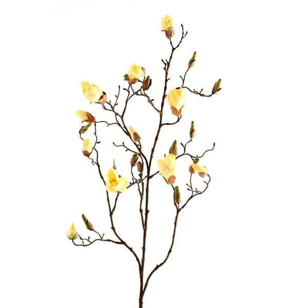 Magnolia - Bloomr