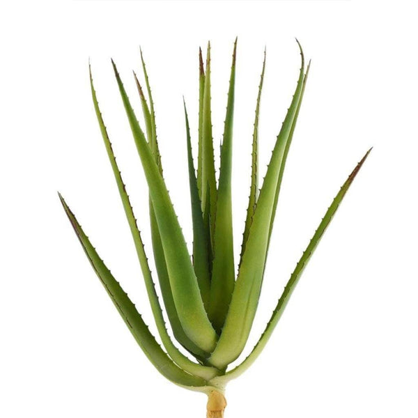 Aloe Leaves - Bloomr