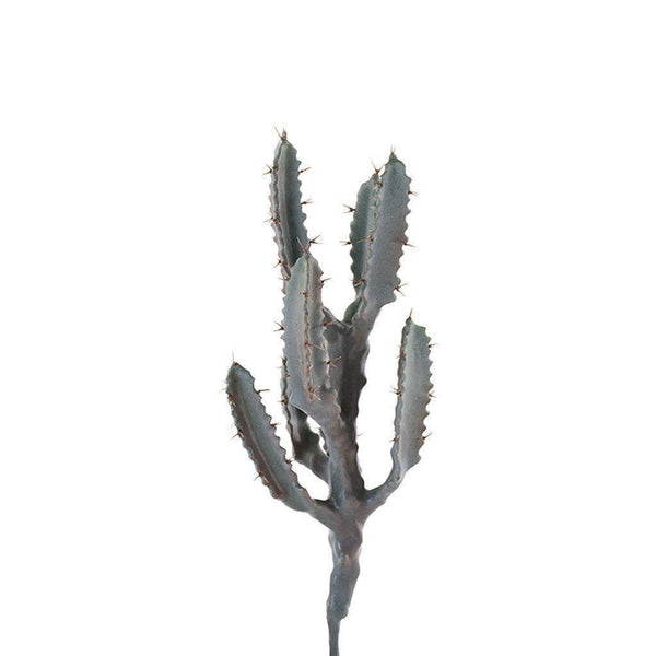 Cactus - Bloomr