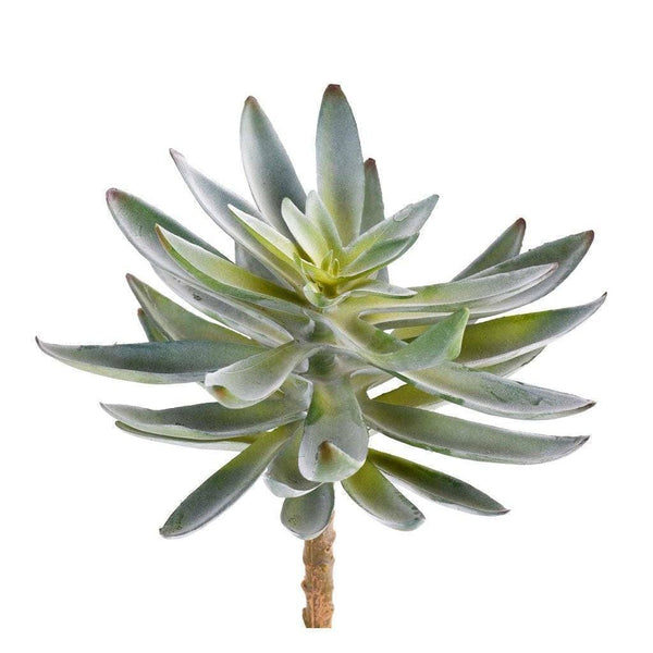 Single Stem Succulent - Bloomr
