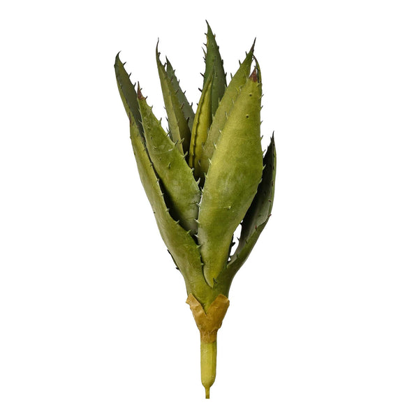Aloe - Bloomr