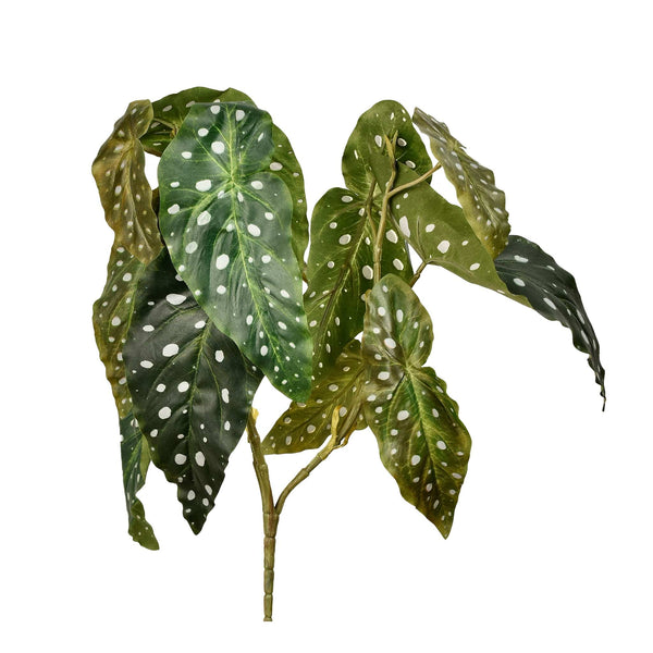 Begonia Maculata - Bloomr