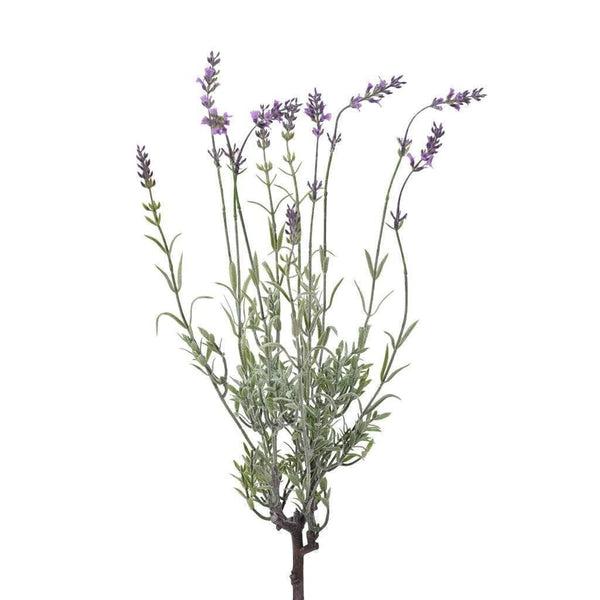 Lavender - Bloomr