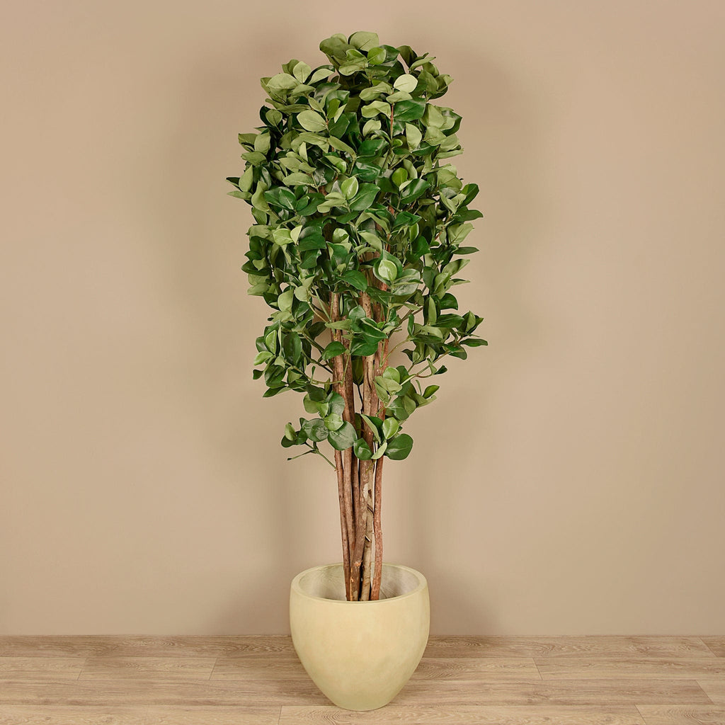 Artificial Clusia Tree <br> 180cm - Bloomr