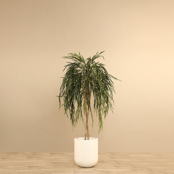 Artificial Willow Tree <br> 150cm - Bloomr