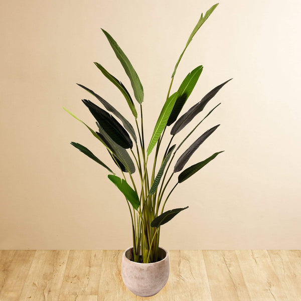 Strelitzia Palm - Bloomr